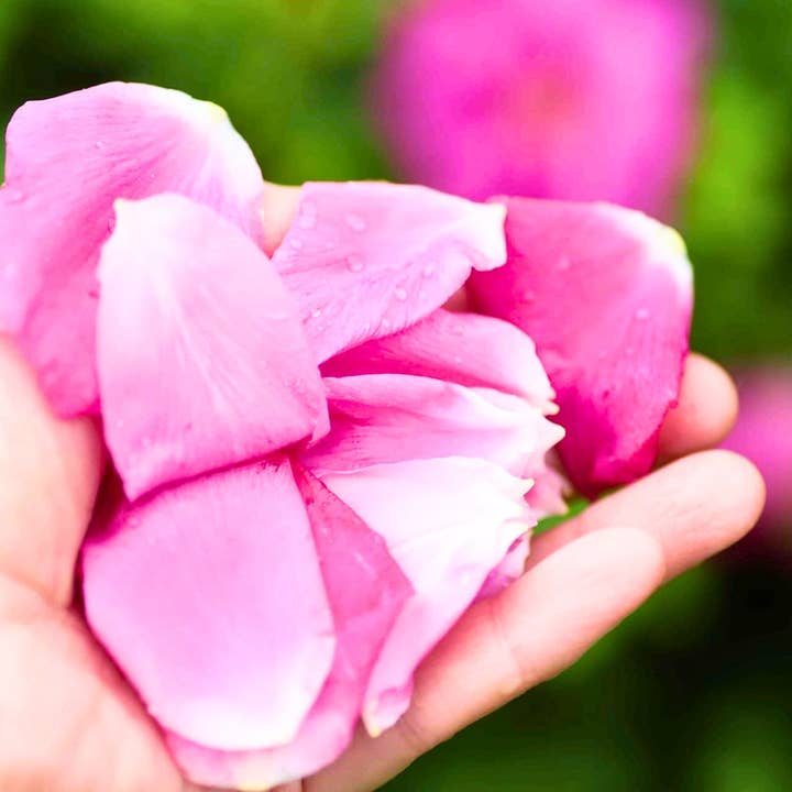 Blooming Wild Botanicals // 100 Roses Balm