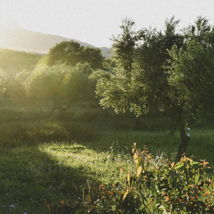 Chantepom // Apple Sparkling Must