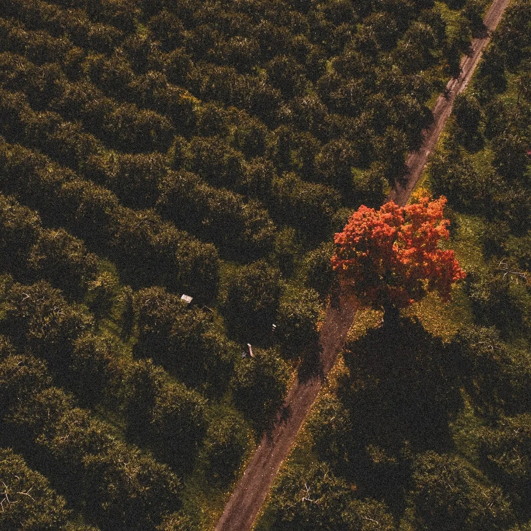 Chantepom // Apple Sparkling Must